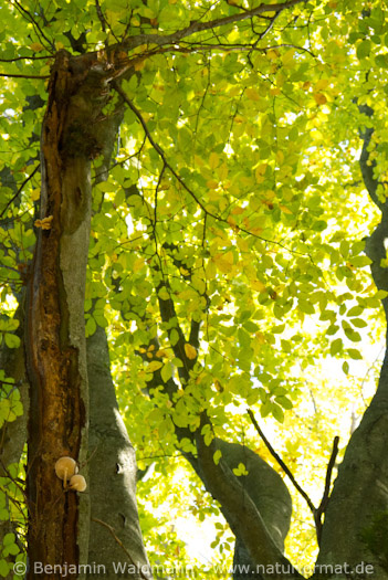 Beringter Buchenschleimrübling