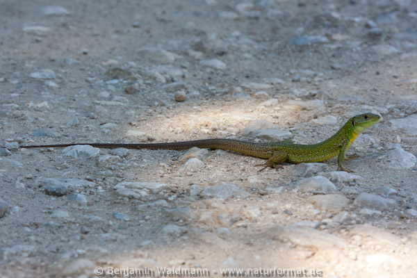 Riesensmaragdeidechse