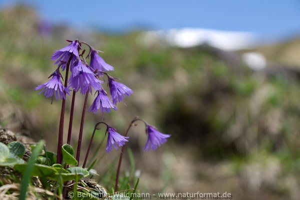 Alpenglöckchen