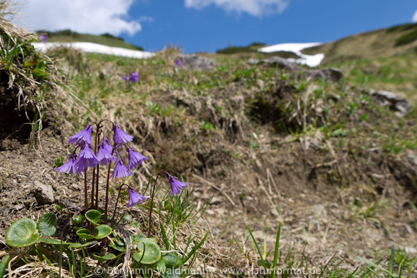Alpenglöckchen