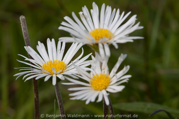 Alpenmaßliebchen