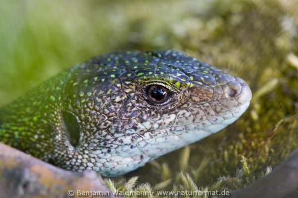 Östliche Smaragdeidechse