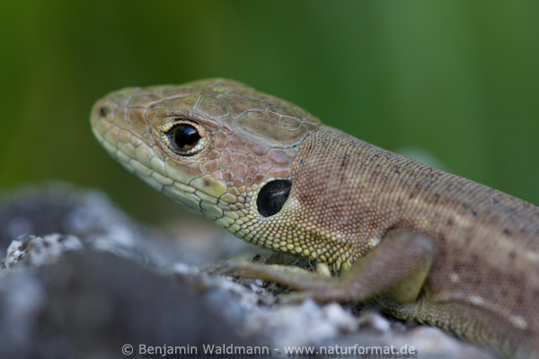 Östliche Smaragdeidechse