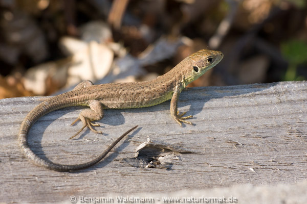 Östliche Smaragdeidechse