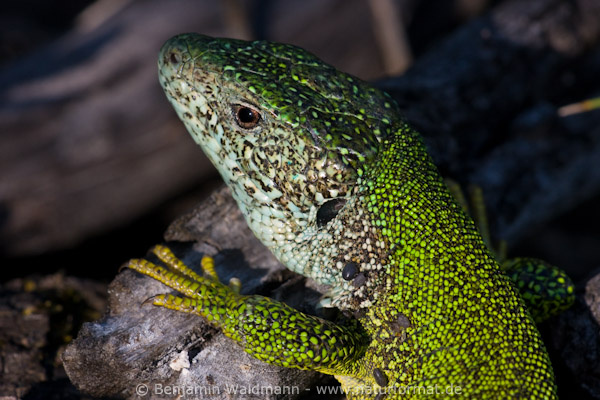 Östliche Smaragdeidechse