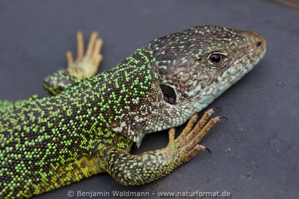 Östliche Smaragdeidechse