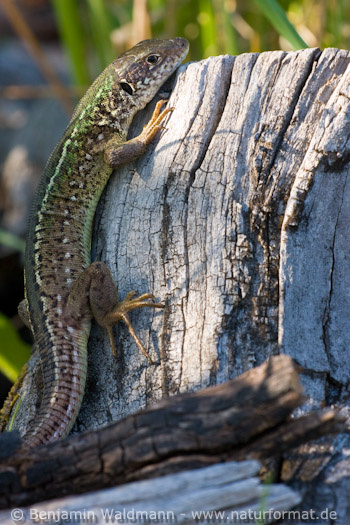 Östliche Smaragdeidechse