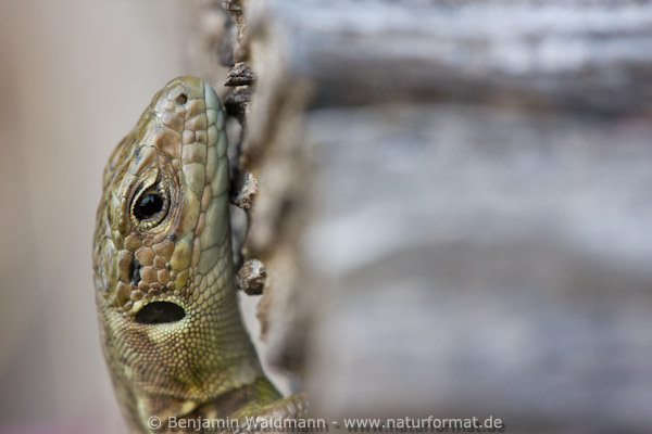 Östliche Smaragdeidechse