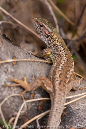 Östliche Smaragdeidechse