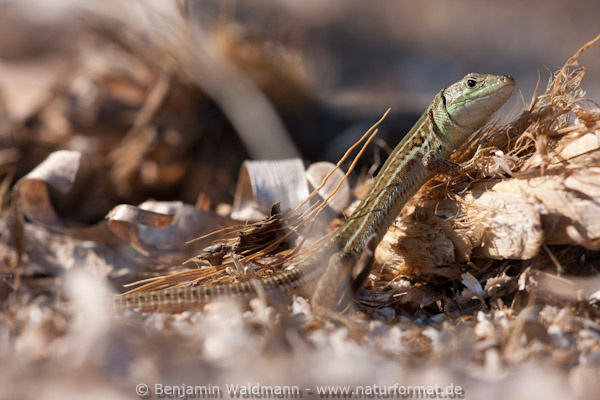 Taurische Eidechse