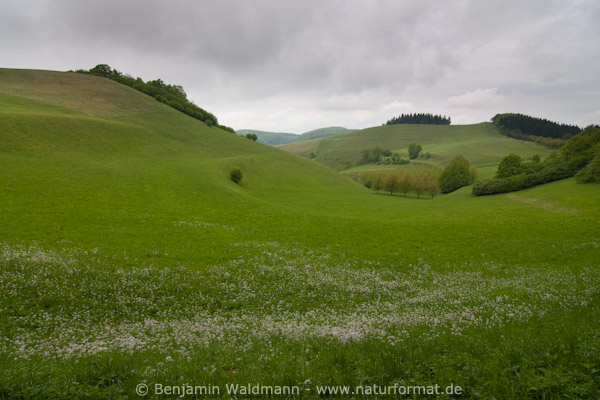 Haselschacher Buck