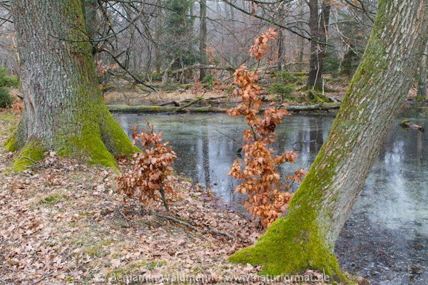 Himmelsteich