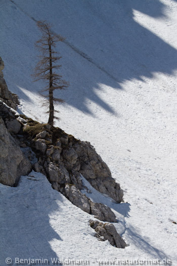 Lärche am Vrsis-Pass