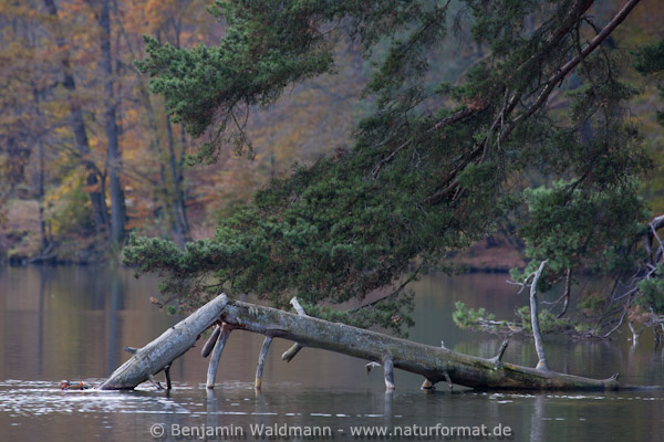 Waldkiefer