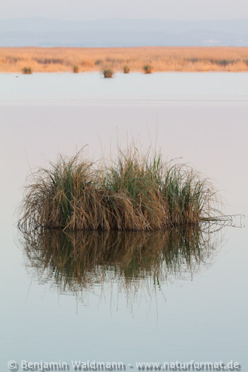 Neusiedler See