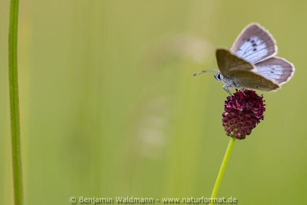 Heller Wiesenknopf-Ameisenbläuling