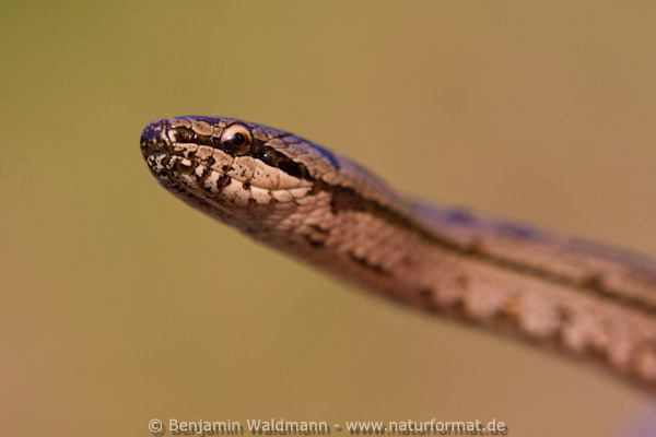 Schlingnatter