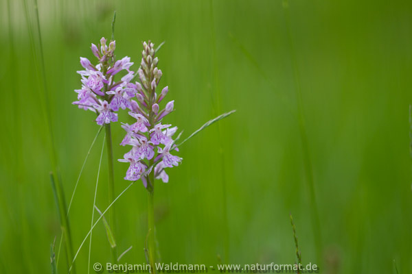 Geflecktes Knabenkraut