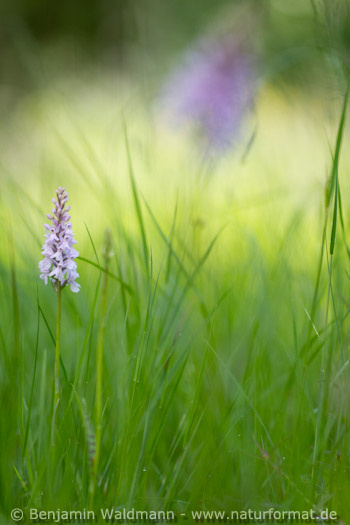 Geflecktes Knabenkraut