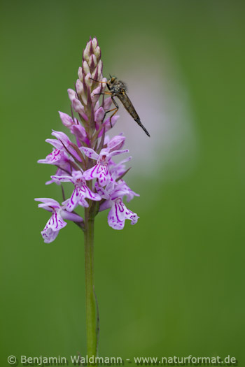 Geflecktes Knabenkraut