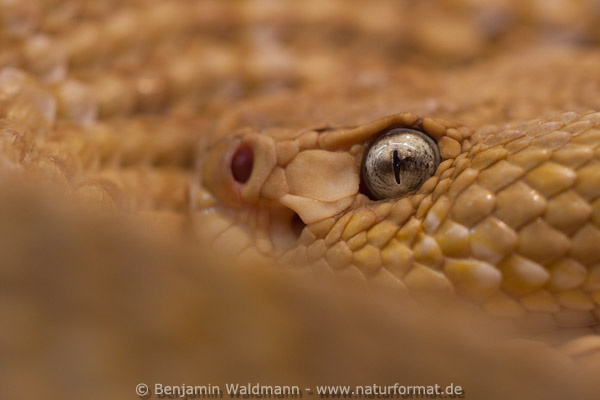 Basilisken-Klapperschlange