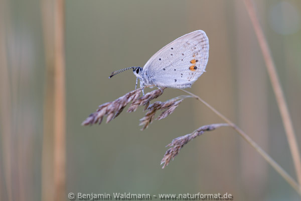 Kurzschwänziger Bläuling