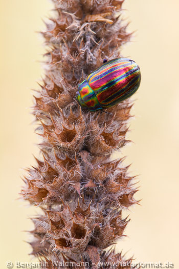 Längsgestreifter Blattkäfer