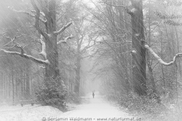 Schneetreiben im Rotwildpark
