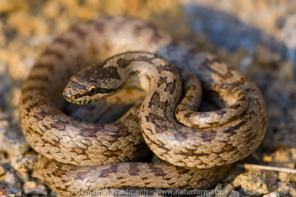 Schlingnatter