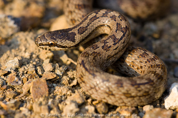 Schlingnatter