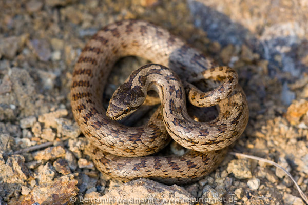 Schlingnatter