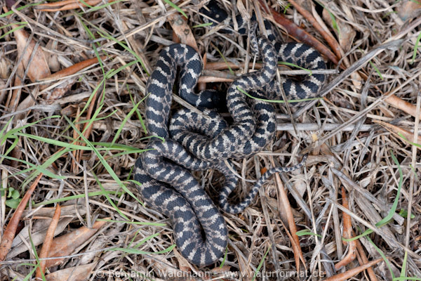 Vierstreifennatter