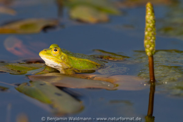 Wasserfrosch