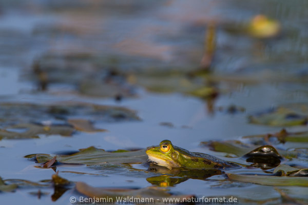 Wasserfrosch