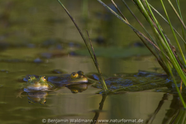 Wasserfrosch