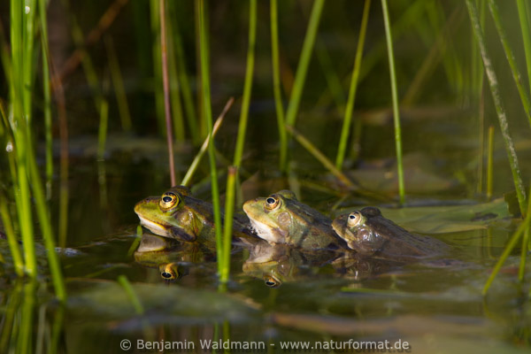Wasserfrosch