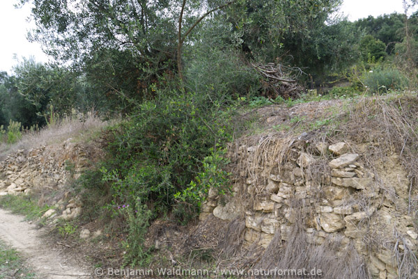 Vierstreifennatterhabitat