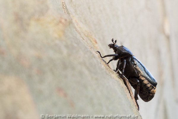 Juchtenkäfer, Eremit