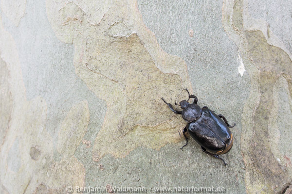 Juchtenkäfer, Eremit