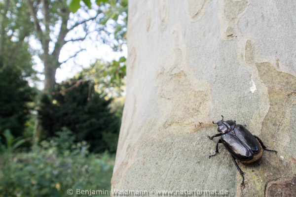Juchtenkäfer, Eremit