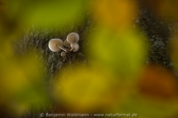 Beringter Buchenschleimrübling