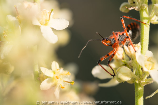 Rote Mordwanze