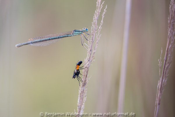 Blaue Federlibelle