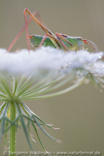 Punktierte Zartschrecke