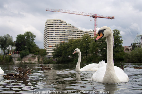Höckerschwan