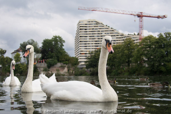 Höckerschwan