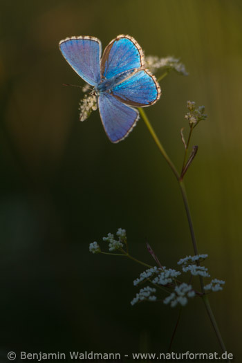 Himmelblauer Bläuling
