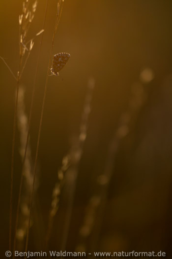 Himmelblauer Bläuling