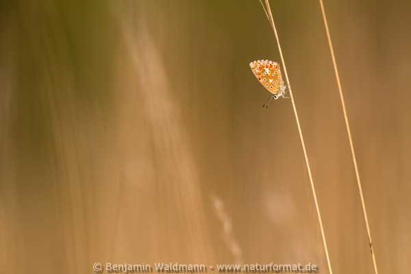 Himmelblauer Bläuling