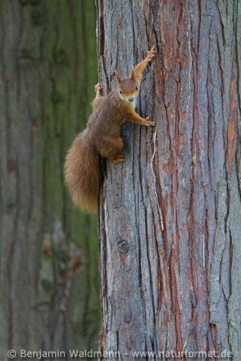 Eichhörnchen